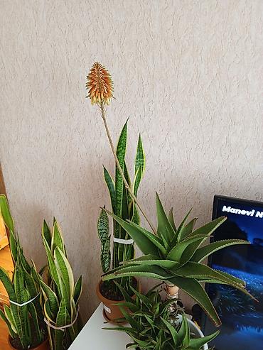 ana ureyi: Aloe və Sansevieria (Qayın dili) otaq bitkiləri – bir yerdə - Aloe — 2