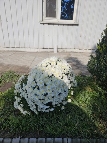 Долгосрочная аренда комнат: 280 м², С мебелью — 5