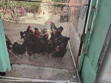 zvanok it type 0: Salam akeykum avstralorp yumurtaları satılır təmiz qandi.istiyen olsa — 4