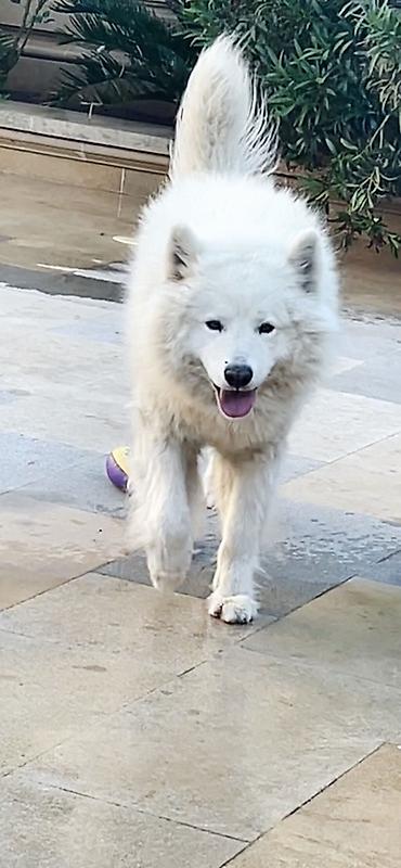 İtlər: Samoyed — 8