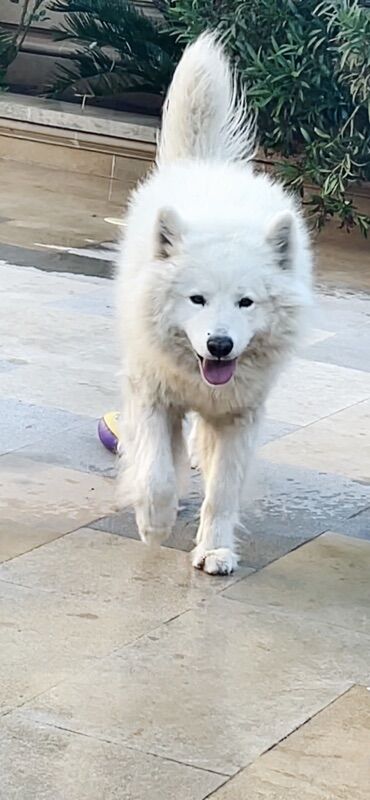 İtlər: Samoyed — 4