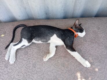 глонасс для животных: Потерялся котёнок прозьба вернуть за вознаграждение Маёвка