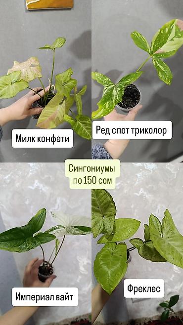 Сингониумы: Распродажа сортовых и редких комнатных растений, цены и названия — 1