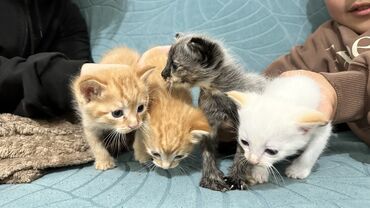 сиамская кошка цена: Отдам в добрые руки котят от домашней кошки