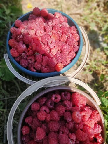 маматов мебель бишкек: Малина Өзү алып кетүү