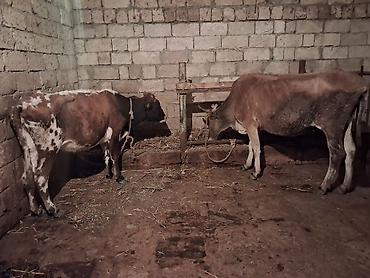 simental inekler satilir: 2 dene Heyvandi qirmizi ala Bogazdi 3 cu qarin 2 aylig Sari inekde — 4