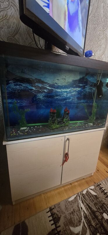 Akvarium aksessuar və ləvazimatları: 1.40 sm uzun skafla birleshikdir.akvarium ozi 100 en uzun 63sm dir.su