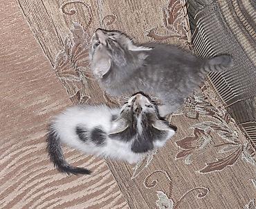 чёрные котята: Отдадим котят в добрые и заботливые руки! 🐾 ​О котятах: ​Дата — 1
