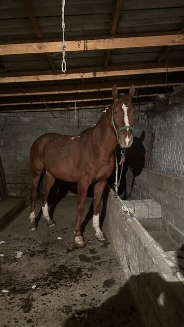 кукуруза цена за 1 кг бишкек: Продаю | Конь (самец) | Рабочий