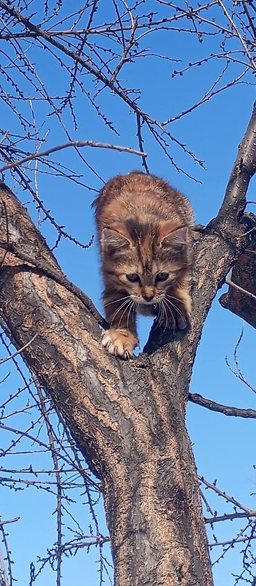 Продажа кошек: Котята красатули 2,5 мес.К лотку приучены.На фото — помёт из 5 малышей — 4