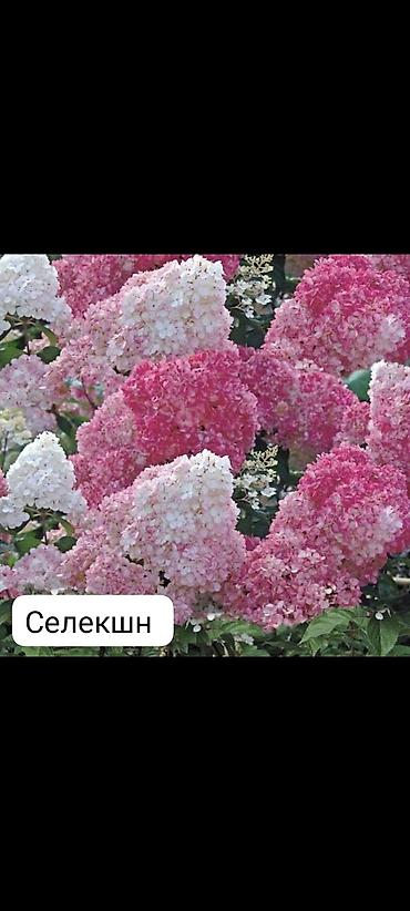 Гортензия: Саженцы — 16