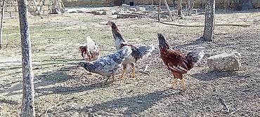 Toyuqlar: Toyuq, Damazlıq — 10