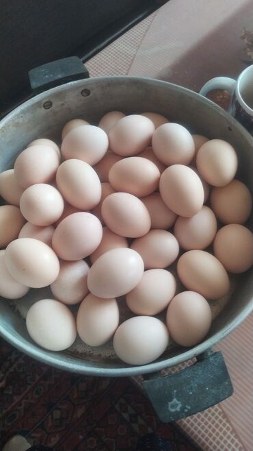 яйца: Продаются яица на инкубацию, от домашних кур несущек, село