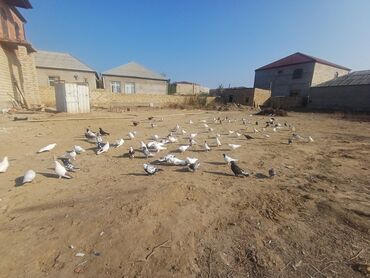 Göyərçinlər: Məhsul: Göyərçin sürüsü Təsvir: - Şəkillərdə müxtəlif rəng və — 4