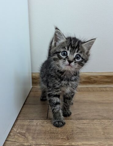 американская енотовая кошка: Кошка даром: Беспородная, 2 месяца, Девочка, Приучена к лотку