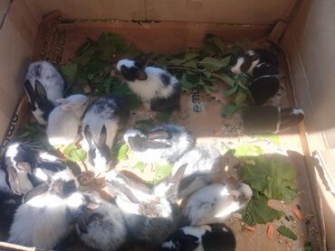 heyvan satisi: 14eded dovşan başası var tek tek baha satılır umumı goturulse 4m dan