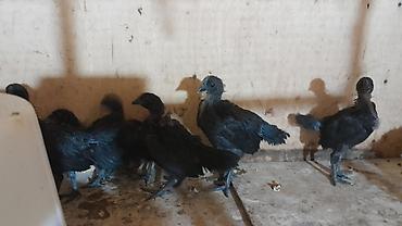 feniks quşu: AYAM GEMANI CUCELERI SATISDA 
1 AY
2 AY
055 955 05 20 — 1
