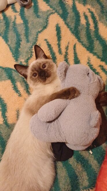 Pişiklər: Siam — 7