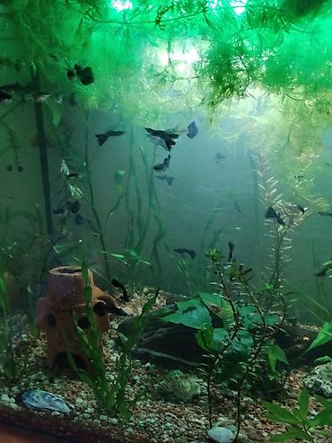 купить морской аквариум бу: Аквариумный комплект с живыми рыбками и растениями.Длина 65 смвысота — 7