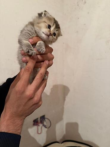 Pişiklər: Şotland — 9