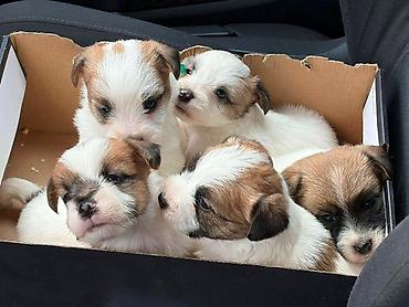 beba rotvajler: Oštrodlaki Džek Rasel terijer (Jack Russell Terrier) štenci — 10