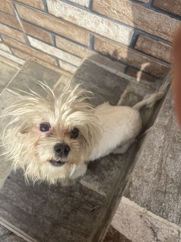 Gəmiricilər: Maltipoo balası – kiçik ölçülü, ağ-krem rəngli, uzun və yumşaq tük