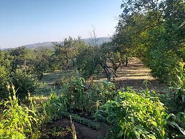 Torpaq sahələrinin satışı: Kənd təsərrüfatı — 15