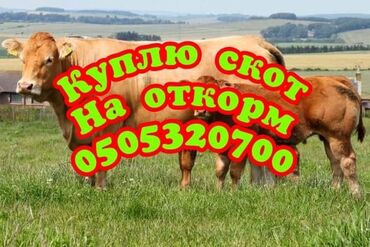 саан уй токмок: Сатып алам | Уйлар, букалар, Жылкылар, аттар | Бордоп семиртүү үчүн, Борго байлап семиртилген, Өзү алып кетүү