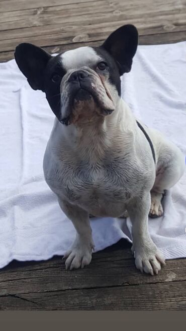 Psi: Mužjak francuskog buldoga dostupan za PARENJE Star 6 godina ima 5 — 4