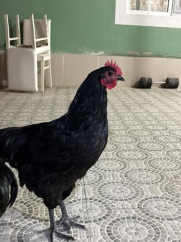qara qartal sekilleri: Qara rəngli xoruz Avstralop - Tamamilə qara lələk örtüyü, parlaq və — 3