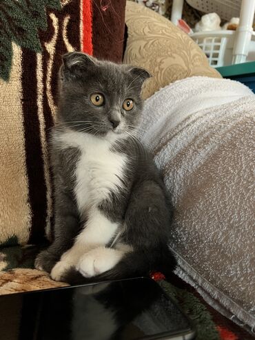 бомбейская кошка цена: Британская девочка 2.5 месяца к лотку приучена игривая кушает все