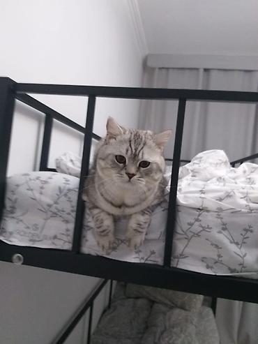 вязка коты: Вязка: Скотиш Страйт (Шотландская прямоухая), Мальчик, 5 лет, С прививками, Серый — 4