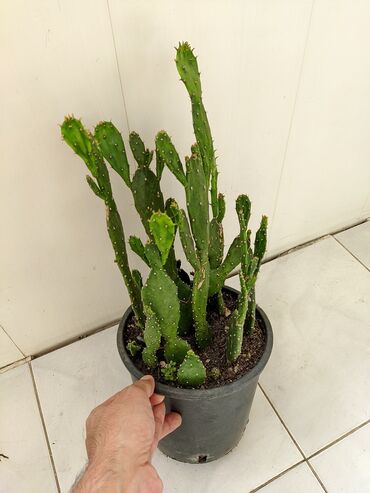 Otaq bitkiləri: Sukkulentlər. Sağlam və dözümlü bitkilərdi. Uzun müddət susuz qala -da lalafo.az — 7 Otaq bitkiləri: Sukkulentlər. Sağlam və dözümlü bitkilərdi. Uzun müddət susuz qala — 7