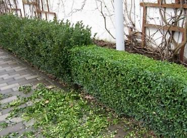 Другие товары для дома и сада: Услуги Садовника Стрижка живой изгороди Уборка дикой травы Покос at lalafo.kg — 5 Другие товары для дома и сада: Услуги Садовника Стрижка живой изгороди Уборка дикой травы Покос — 5