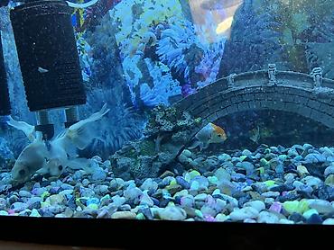 akvarium qiymeti: Akvariumun üst qabaq şüşəsinin bir hissəsi yoxdur.İstənilən şüşə zoo — 1