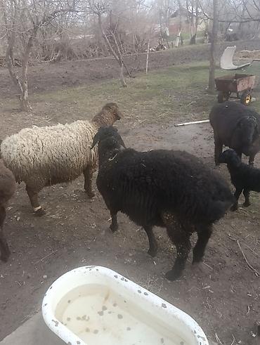 Баран, овца: Продаю | Овца (самка) | Для разведения | Матка — 1