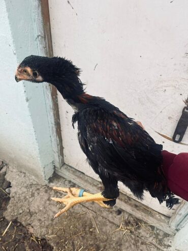 Toyuqlar: Toyuq, Damazlıq — 6