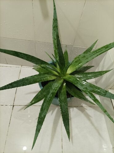Otaq bitkiləri: Aloe gülü.mualicevi — 5