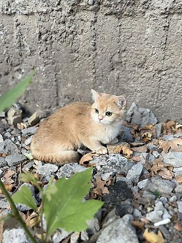 котенок британский: Британская короткошёрстная, 7 месяцев, Мальчик, Золотая шиншилла — 2