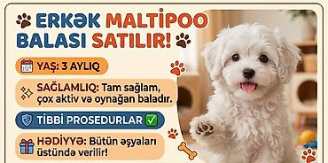 Зоотовары: Erkək Maltipoo balası - Yaş: 5 aylıq - Xüsusiyyətlər: Tam sağlam, çox — 2