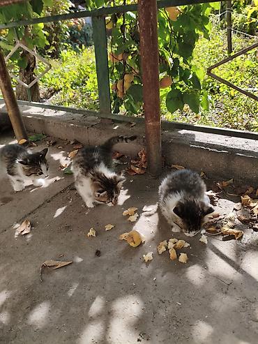 Животные: Отдам котят даром г.Балыкчы — 4