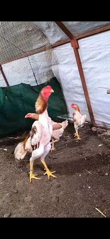 Cücələr: Toyuq cücələri, Damazlıq — 11