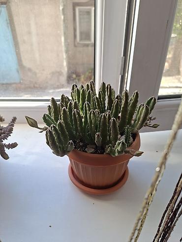 за неделю: Комнатные суккуленты в горшках 1) Сансевиерия хаки (Sansevieria — 2