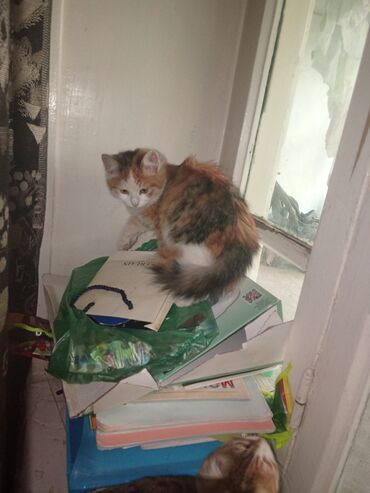 Pişiklər: Yaxşı əllərə — 4