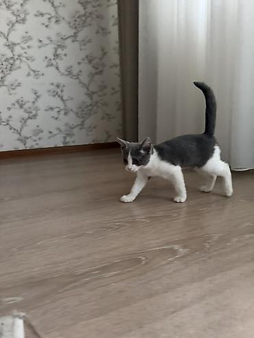 Продажа кошек: Шотландская прямоухая кошка (мальчик ) короткошёрстный, окраса биколор — 2