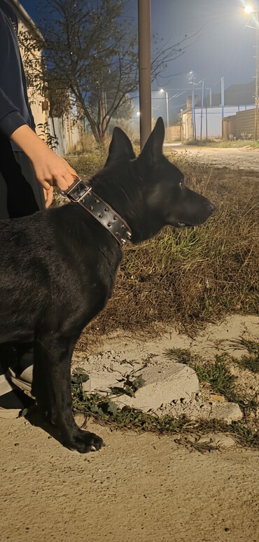 İtlər: Alman çoban iti — 1