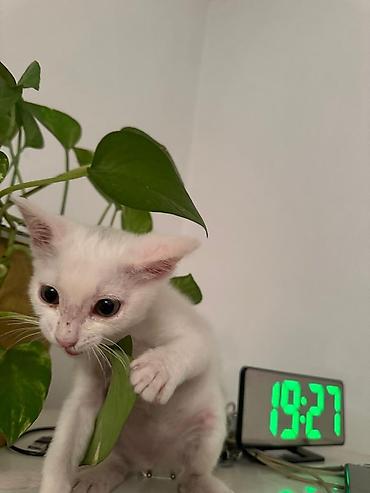 Продажа кошек: 2 месяца, Мальчик — 12