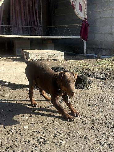 Продажа собак: Доберман, 4 месяца, Самец — 6