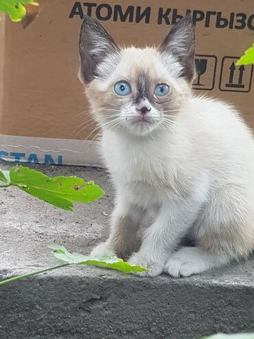 сиамские котята: Сиамская, 2 месяца, Девочка, Биколор