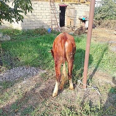 dovsan yemi: Qırmızı ala simental düyədi bir yaşında subay yemdə olan heyvandı bu — 8